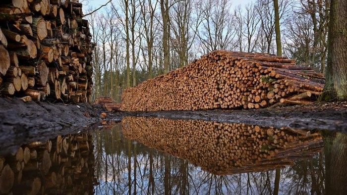Krisis Gas Hantui Eropa, Warga Jerman Mulai Timbun Kayu Bakar 22 February 2022, Brandenburg, Spreetal: Pine trunks (r) and other wood species lie on a wood pile at the edge of a forest ready for transport to a sawmill. Photo: Patrick Pleul/dpa-Zentralbild/ZB (Photo by Patrick Pleul/picture alliance via Getty Images)