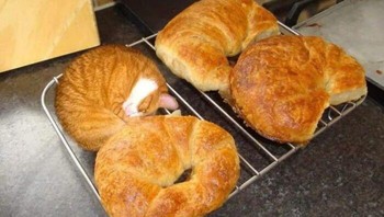 Tebak, kucingnya yang mana hayoo..?