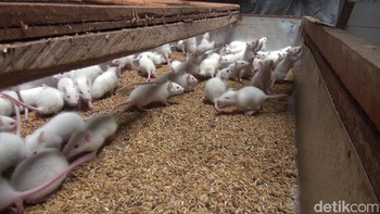 Tutorial Bisnis Ternak Tikus Putih Ala Rosella_mencit