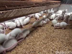 Bisnis Tikus Putih di Subang, Modal Minimalis Cuannya Fantastis!