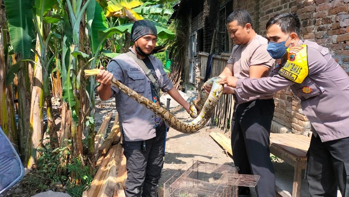 Anggota Polsek Karanganom dan relawan mengevakuasi ular piton, Klaten, Sabtu (30/7/2022).