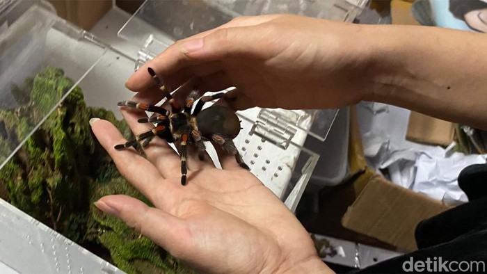Bisnis tarantula.