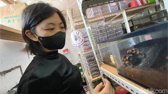 Bisnis tarantula. Bisnis tarantula.