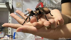 Tarantula Penghasil Cuan