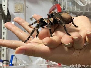 Video: Wanita Bandung Raup Cuan dari Bisnis Tarantula