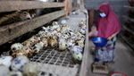 Melihat Hasil Budidaya Telur Puyuh di Aceh