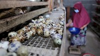 Kemudian telur-telur itu dipasarkan ke daerah Kabupaten Aceh Jaya, Aceh Barat, Nagan Raya dan Kabupaten Aceh Barat Daya.
