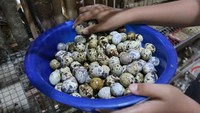 Telur puyuh tersebut dijual dengan harga Rp480 per butir.