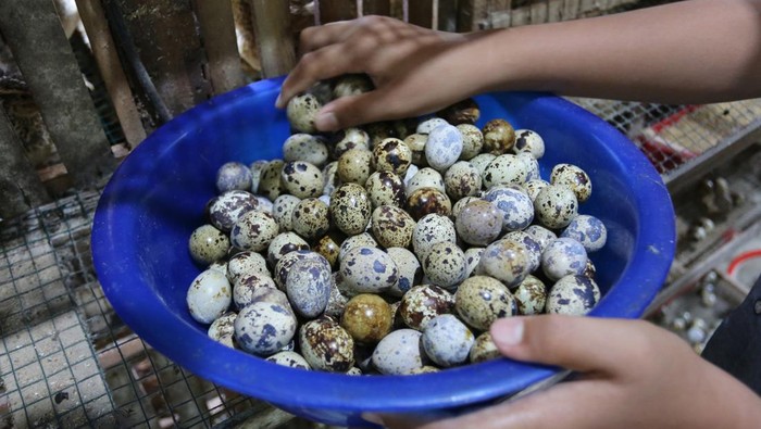 Peternak mengumpulkan telur burung puyuh yang dibudidayakan di peternakan Desa Suak Raya, Johan Pahlawan, Aceh Barat, Aceh, Sabtu (30/7/2022). Peternak mengaku dalam sehari mampu memproduksi 750 sampai 950 telur dari 1.200 ekor burung puyuh yang kemudian dipasarkan ke Kabupaten Aceh Jaya, Aceh Barat, Nagan Raya dan Kabupaten Aceh Barat Daya dengan harga Rp480 per butir. ANTARA FOTO/Syifa Yulinnas/rwa.