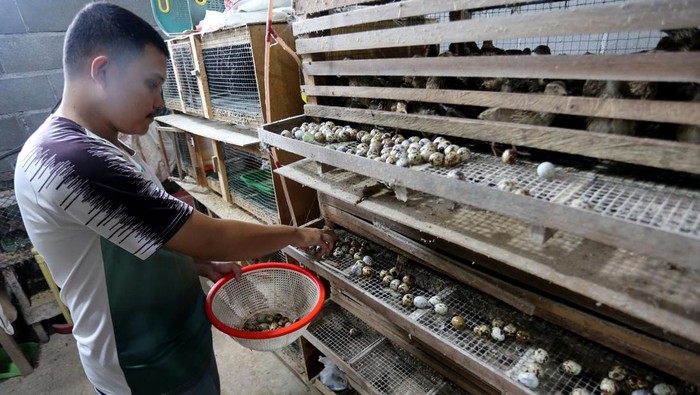 BUDIDAYA BURUNG PUYUH PETELUR Peternak mengumpulkan telur burung puyuh yang dibudidayakan di peternakan Desa Suak Raya, Johan Pahlawan, Aceh Barat, Aceh, Sabtu (30/7/2022). Peternak mengaku dalam sehari mampu memproduksi 750 sampai 950 telur dari 1.200 ekor burung puyuh yang kemudian dipasarkan ke Kabupaten Aceh Jaya, Aceh Barat, Nagan Raya dan Kabupaten Aceh Barat Daya dengan harga Rp480 per butir. ANTARA FOTO/Syifa Yulinnas/rwa.