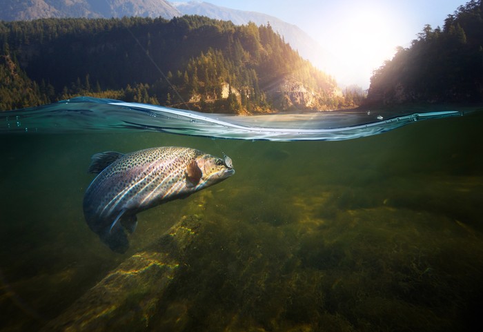 Ilustrasi ikan berenang di sungai