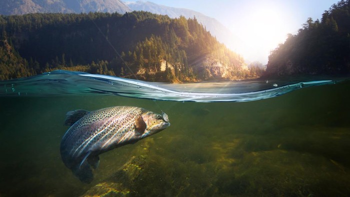Ilustrasi ikan berenang di sungai