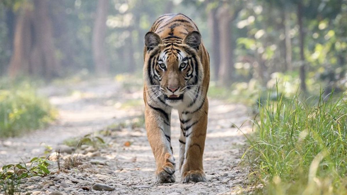 Mengenal 3 Spesies Harimau di Indonesia, Hanya 1 yang Tersisa