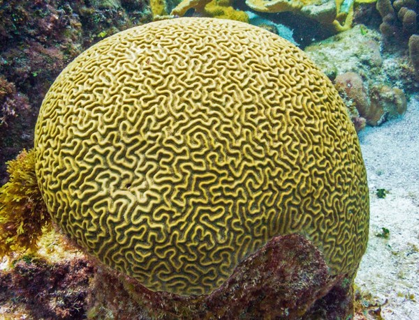 FYI, inilah karang otak yang jadi inspirasi dari Maldives Floating City.  Jenis karang ini biasa ditemukan di perairan yang hangat dan dangkal. (Facebook/Maldives Floating City)