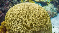 FYI, inilah karang otak yang jadi inspirasi dari Maldives Floating City.  Jenis karang ini biasa ditemukan di perairan yang hangat dan dangkal. (Facebook/Maldives Floating City)