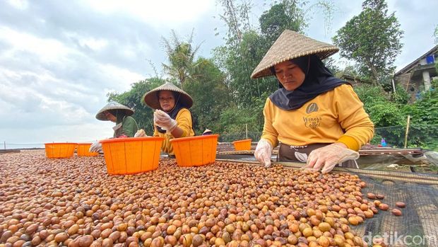 Proses pengolahan kopi Wanoja.