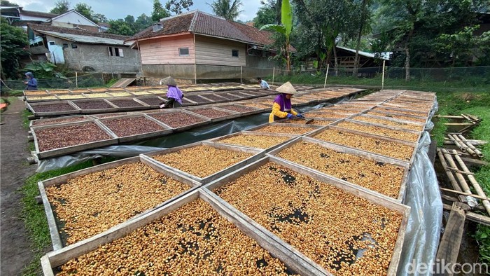 Proses pengolahan kopi Wanoja.