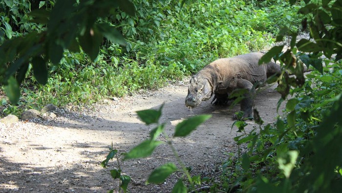 Pulau Komodo