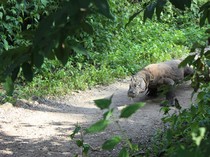 Wisata Pulau Komodo, Wanita Haid Disarankan Jangan Ikutan Ya