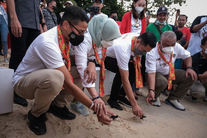 Sandiaga Uno lepas tukik di Likupang