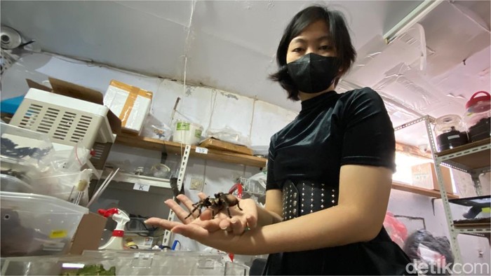 Tarantula.