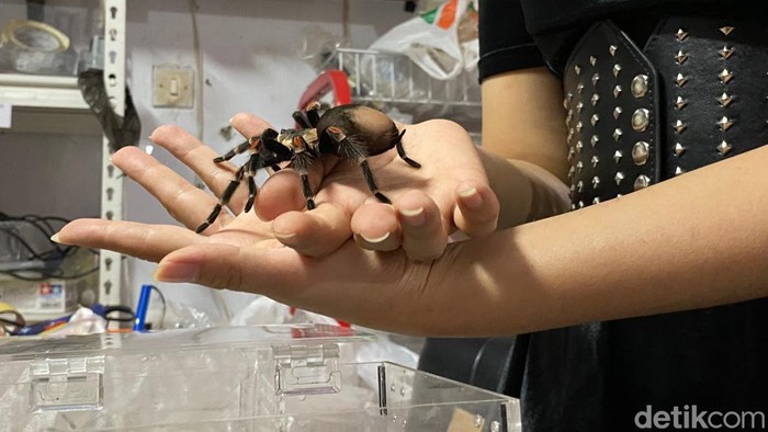Tarantula.