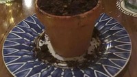 Restoran Italia ini menyajikan tiramisu dengan cara unik. Salah satunya dengan mengganti gelas menggunakan pot tumbuhan, lengkap dengan kuncup daun di atasnya. Foto: Twitter/DailyMailUK