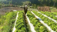 Ketika mengunjungi rumah orang tuanya, Laudya Cynthia Bella tidak pernah meninggalkan kesempatan untuk berwisata alam. Kebun selada yang lebat dan segar terlihat begitu menenangkan untuk dipandangi. Foto: Instagram/laudyacynthiabella