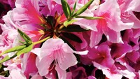 Salah satu varietas Azalea