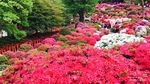 Kangen Tokyo? Lihatlah Keindahan Bunga Azalea yang Mekar Ini
