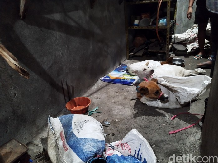 Kondisi anjing yang ditemukan di rumah jagal di Surabaya