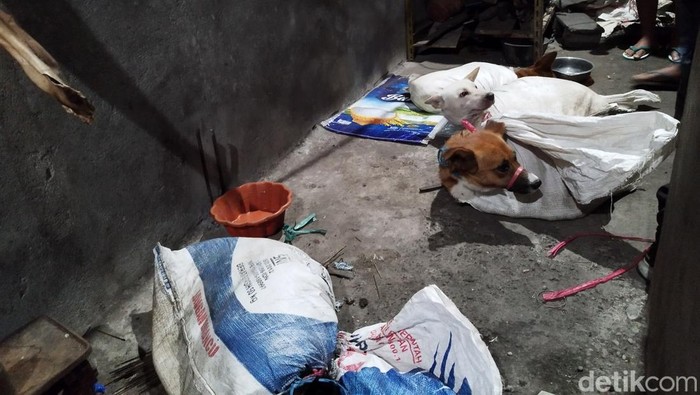 Kondisi anjing yang ditemukan di rumah jagal di Surabaya