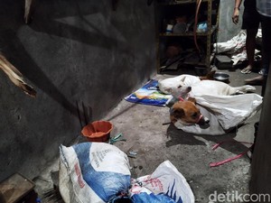 Aksi Sadis Eksekusi Anjing Rumah Jagal Surabaya yang Beroperasi Puluhan Tahun