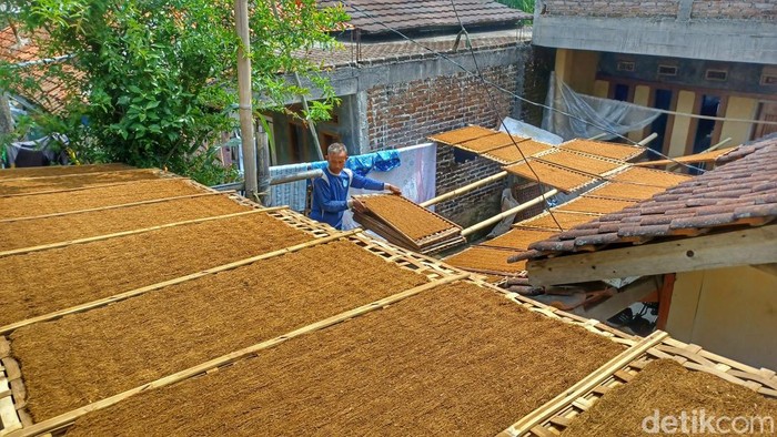 Petani tembakau di Kabupaten Bandung.