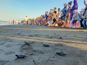 Puluhan Ekor Tukik Hasil Penetasan Inkubasi Buatan Kembali Dilepasliarkan