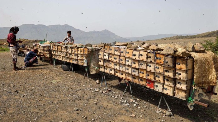 Begini Produksi Madu Yaman, Salah Satu yang Terbaik di Dunia A Yemeni beekeeper checks his beehives at a farm in Yemen's third city of Taez, on June 28, 2022. - Experts consider Yemeni honey as one of the best in the world, including the prized Royal Sidr known for its therapeutic properties. The United Nations say honey plays a