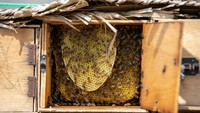 Penampakan sarang madu di dalam sarang lebah di sebuah peternakan.