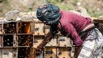 Begini Madu Yaman Diproduksi, Salah Satu Terbaik di Dunia