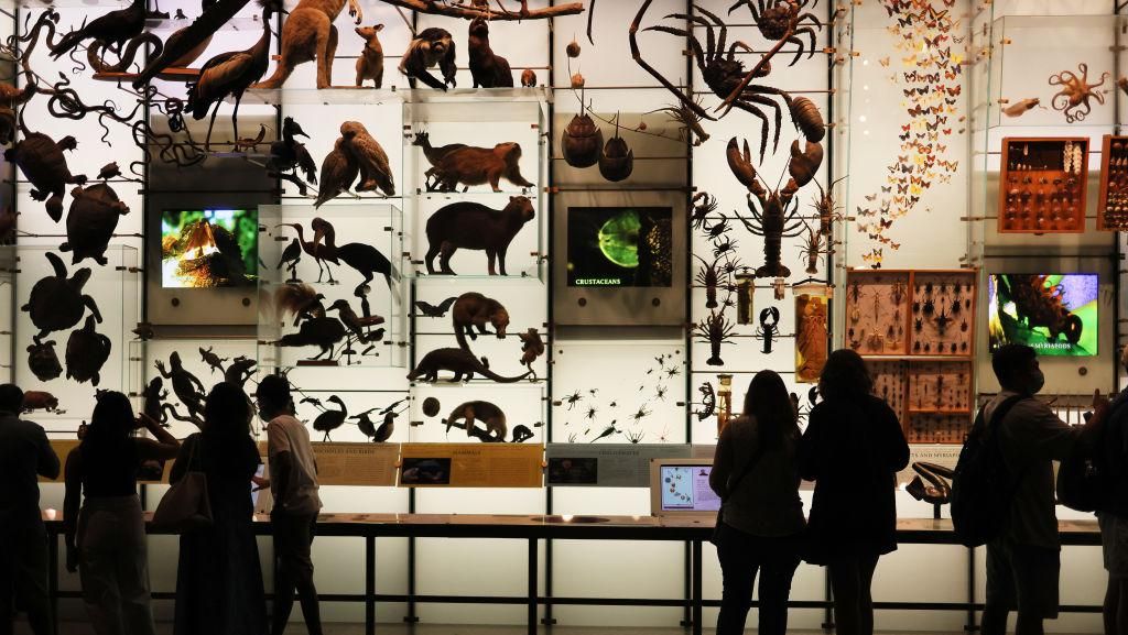 Lorong Waktu Itu Bernama Museum Sejarah Alam di New York, Lihat Nih