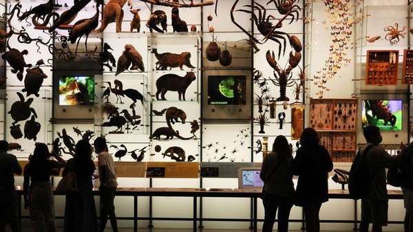Displai museum disajikan atraktif, tidak membosankan dan merangsang imajinasi. Museum ini memiliki koleksi 34 juta spesimen tumbuhan, binatang, fosil, mineral, bebatuan, meteorit, dan bagian tubuh manusia serta artefak budaya manusia. Displai museum disajikan atraktif, tidak membosankan dan merangsang imajinasi. Museum ini memiliki koleksi 34 juta spesimen tumbuhan, binatang, fosil, mineral, bebatuan, meteorit, dan bagian tubuh manusia serta artefak budaya manusia.