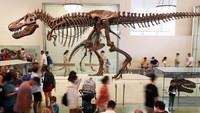 Turis mengunjungi American Museum of Natural History atau Museum Sejarah Alam Amerika, di Manhattan, New York City, Rabu, (27/7/2022). Museum ini terkenal salah satunya karena menjadi lokasi pengambilan gambar film box office Night at the Museum.
