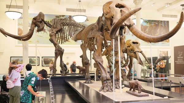 Replika tulang era dinosaurus menjadi salah satu bagian favorit. Tahun ini, museum menargetkan kunjungan wisatawan asing sebanyak 8,3 juta atau meningkat 207 persen.