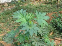 11 Manfaat Daun Jarak, Cara Penggunaan, dan Efek Samping