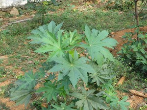 10 Manfaat Daun Jarak, Bisa Mengobati Rematik hingga Perut Kembung