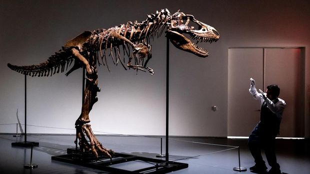 A Sotheby's New York employee demonstrates the size of a Gorgosaurus dinosaur skeleton, the first to be offered at auction, Tuesday, July 5, 2022, in New York. (AP Photo/Julia Nikhinson)