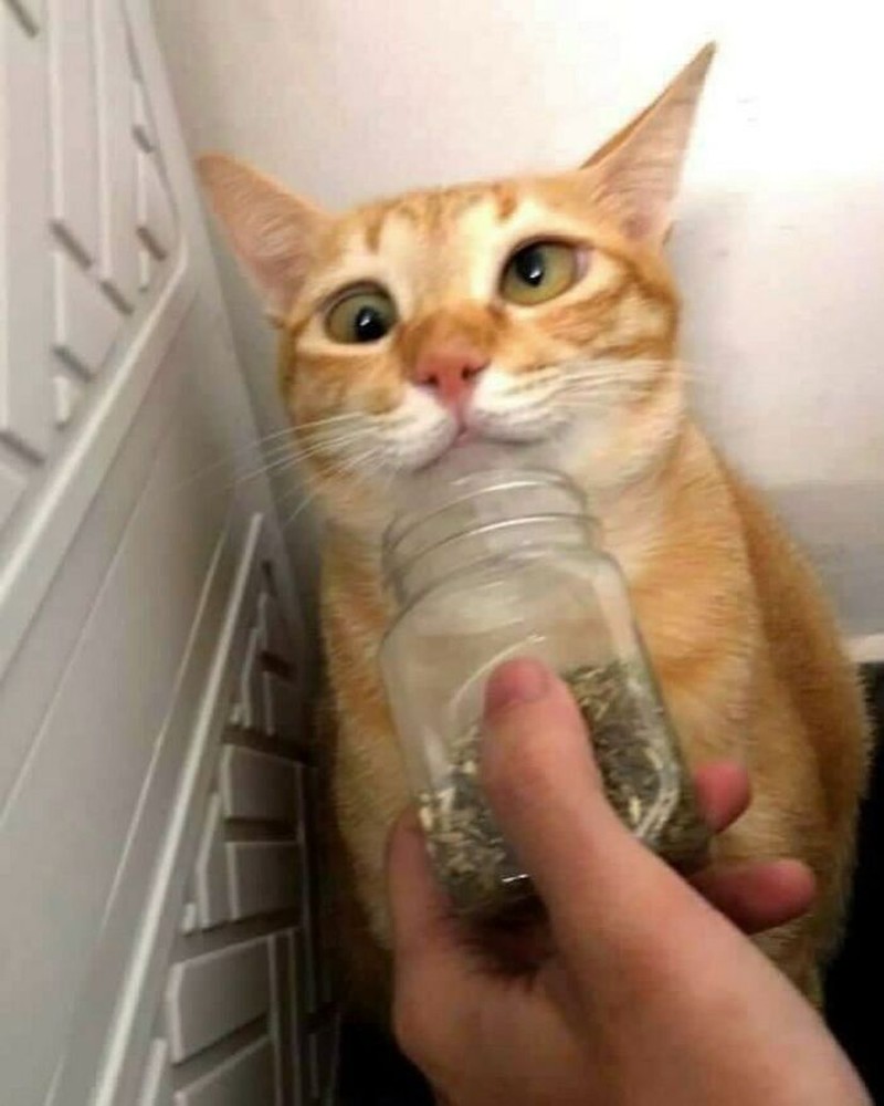 Foto hewan menggemaskan