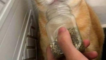 Mabok. Foto: Instagram/Doggo Taxi