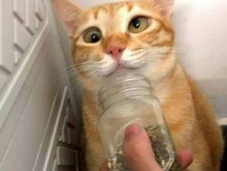 Foto Hewan yang Bikin Gemas Lihatnya, Menambah Semangat di Hari Senin