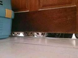 Foto Hewan yang Bikin Gemas Lihatnya, Menambah Semangat di Hari Senin