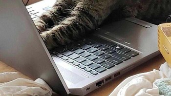 Banyak kerjaan. Foto: Instagram/Doggo Taxi